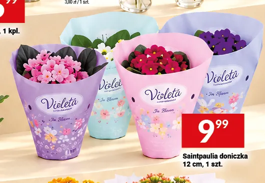 Saintpaulia doniczka 12 cm Violeta promocja w Twój Market