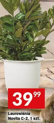 Laurowiśnia Novita C-2 promocja w Twój Market