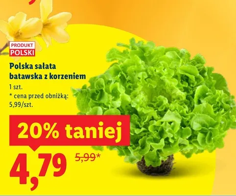 Polska sałata batawska z korzeniem 1 szt. promocja w Lidl