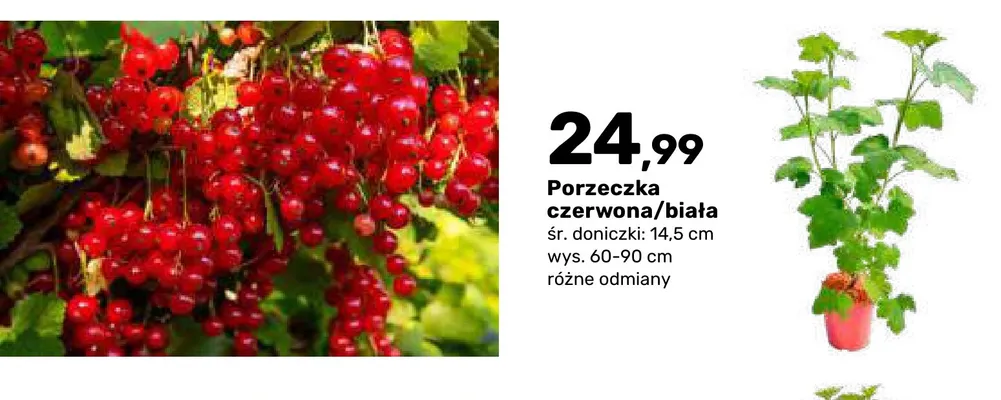 Porzeczka czerwona krzew owocowy promocja w Bricomarche