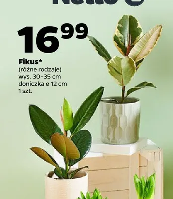 Fikus różne rodzaje promocja w Netto