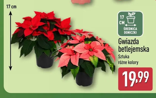 Gwiazda betlejemska promocja w Aldi