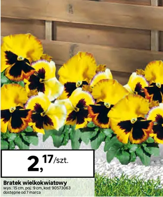 Bratek Bratki wielkokwiatowy promocja w Leroy Merlin