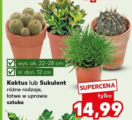Kaktus lub Sukulent różne rodzaje łatwe w uprawie sztuka promocja w Kaufland