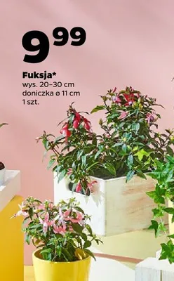 Fuksja wys. 20-30cm doniczka ø 11cm promocja w Netto