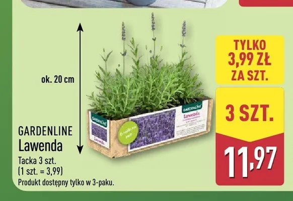 Lawenda Gardenline 3-pak promocja w Aldi