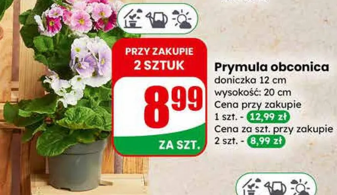 Prymula obconica doniczka 12 cm promocja w Dino