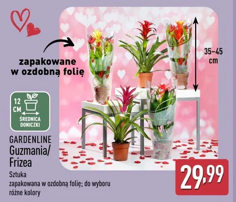 Roślina Guzmania Gardenline promocja w Aldi