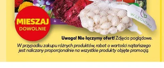 Cebulki czosnku W.Legutko promocja w Kaufland