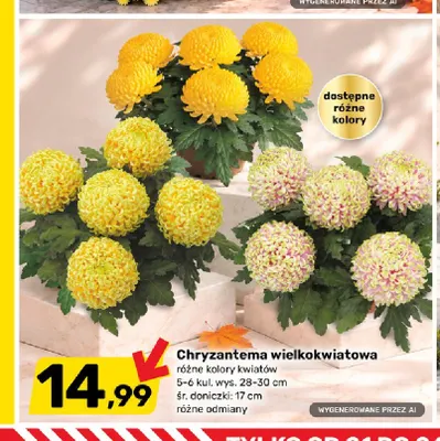 Chryzantema wielkokwiatowa promocja w Bricomarche