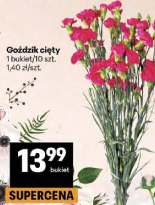 Goździk cięty promocja w Delikatesy Centrum