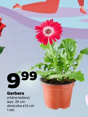 Gerbera w doniczce promocja w Netto