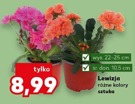 Lewizja promocja w Kaufland
