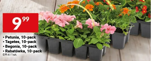 Petunia, 10-pack promocja w Twój Market