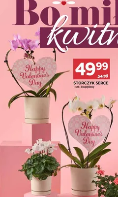 Storczyk serce promocja w Stokrotka