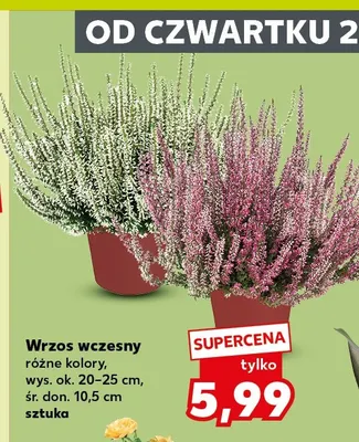 Wrzos wczesny promocja w Kaufland