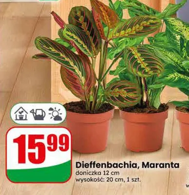 Maranta doniczka 12cm wysokość 20cm promocja w Dino