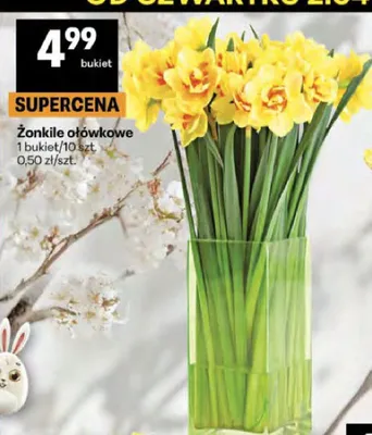 Żonkile ołówkowe promocja w Delikatesy Centrum