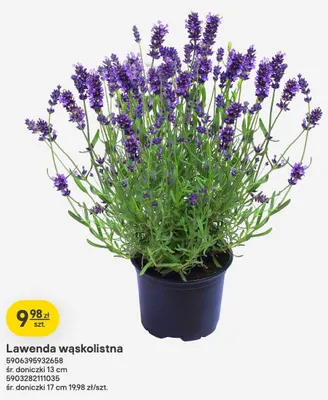 Lawenda wąskolistna śr. doniczki 17 cm promocja w Castorama