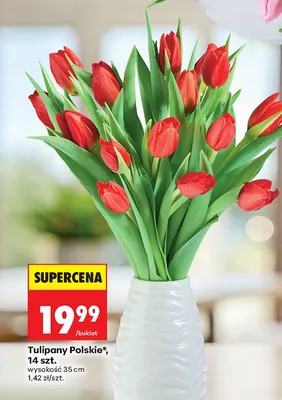 Tulipany Polskie, 14 szt. promocja w Biedronka