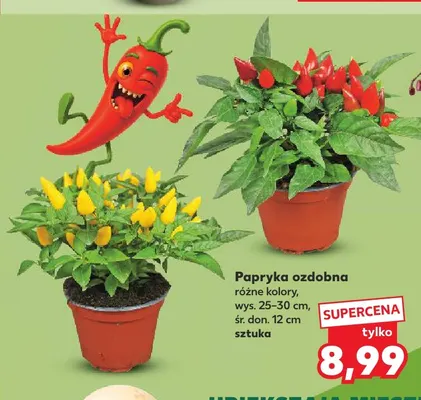 Papryka ozdobna promocja w Kaufland