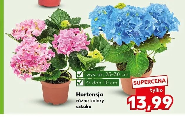 Hortensja promocja w Kaufland