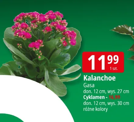 Kalanchoe promocja w Leclerc
