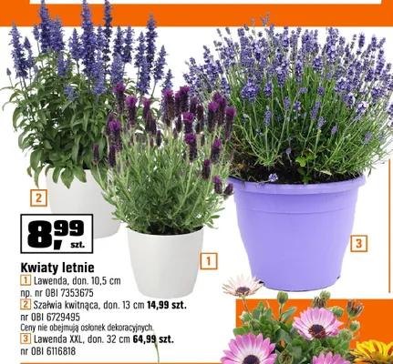 Kwiaty letnie Lawenda XXL don. 32 cm promocja w OBI