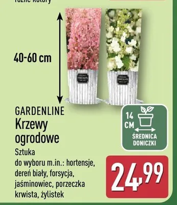 Krzewy ogrodowe promocja w Aldi