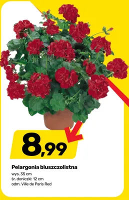 Pelargonia bluszczolistna promocja w Bricomarche