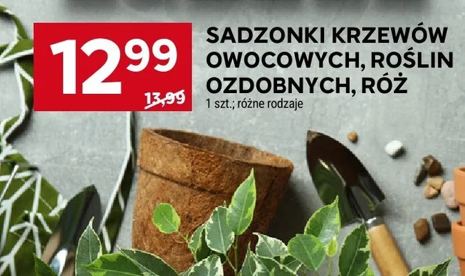 Sadzonki krzewów owocowych, roślin ozdobnych, róż różne rodzaje promocja w Stokrotka