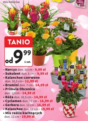 Cyclamen doniczkowy 12cm promocja w Intermarche