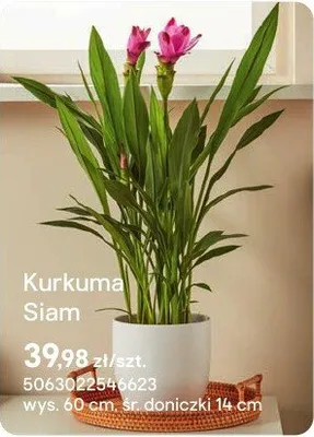 Kurkuma Siam promocja w Castorama