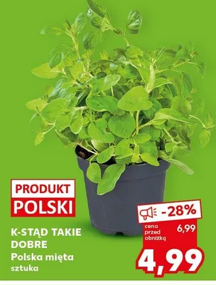 Mięta polska sztuka promocja w Kaufland