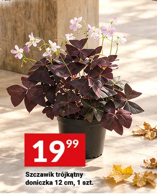 Szczawik trójkątny doniczka 12 cm promocja w Twój Market