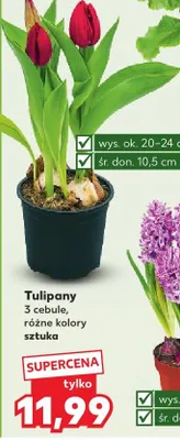 Tulipany 3 cebule, różne kolory promocja w Kaufland