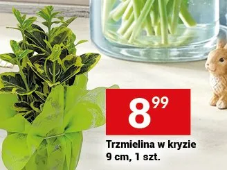 Trzmielina w kryzie 9 cm, 1 szt. promocja w Twój Market