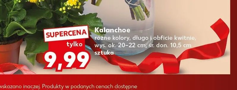 Kalanchoe promocja w Kaufland