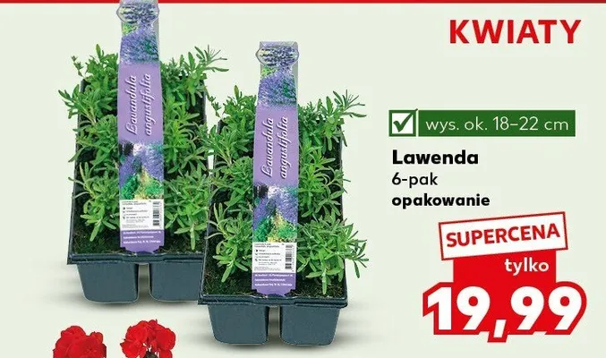 Lawenda 6-pak promocja w Kaufland