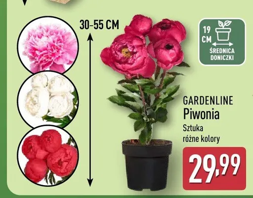 Piwonia Gardenline promocja w Aldi