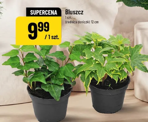 Bluszcz promocja w POLOmarket