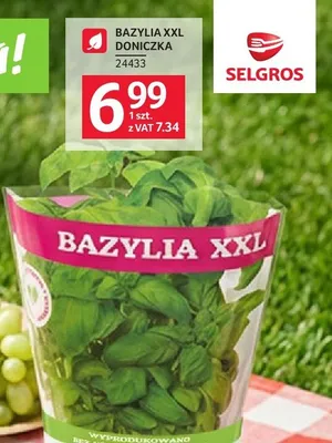 Bazylia XXL doniczka promocja w Selgros