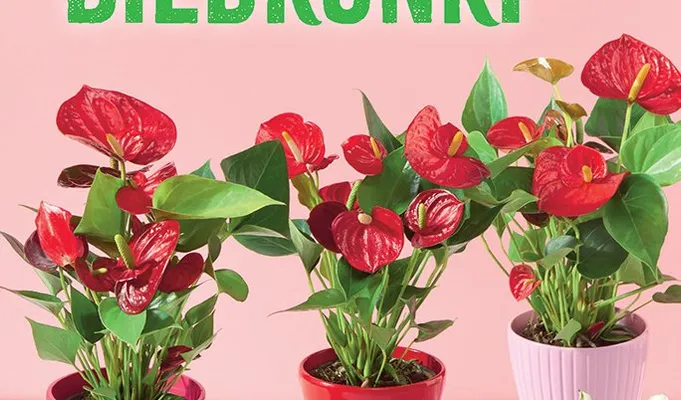 Anturium średnica 12 cm promocja w Biedronka