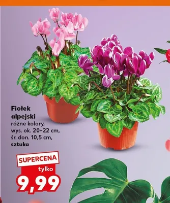 Fiołek alpejski promocja w Kaufland