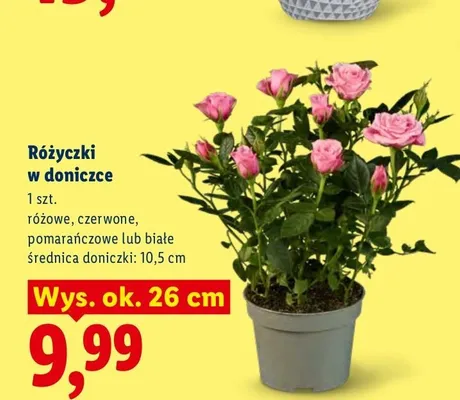Różyczki w doniczce czerwone promocja w Lidl