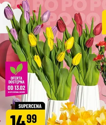 Tulipany promocja w POLOmarket