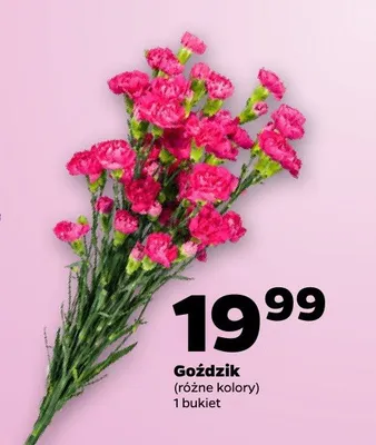 Goździk promocja w Netto