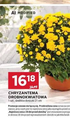 Chryzantema drobnokwiatowa promocja w Stokrotka