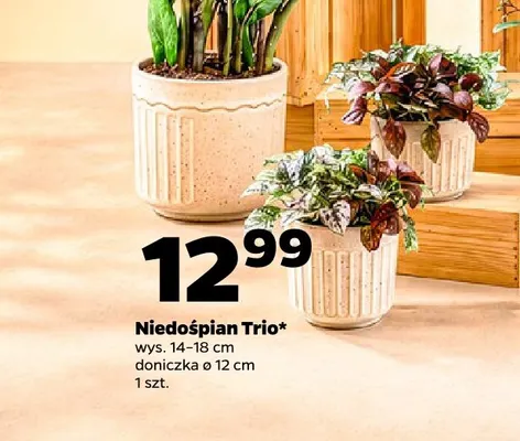 Niedośpian Trio promocja w Netto