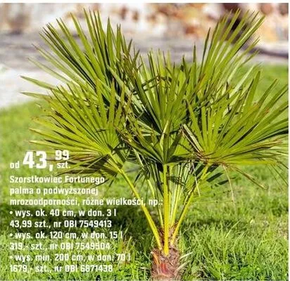 Palma Szarstkowiec Fortunego promocja w OBI